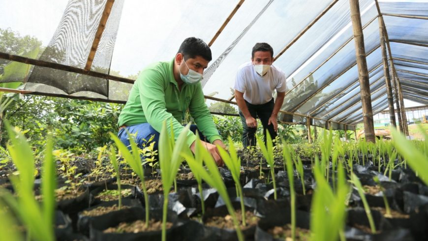 Producimos plantas para reforestar Manabí
