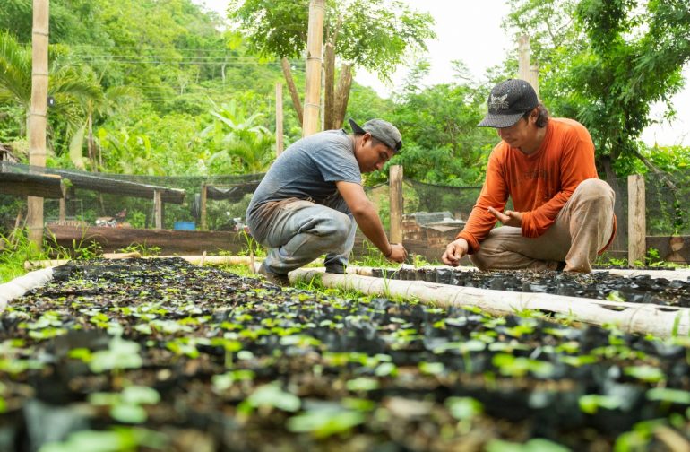 REFORESTAR PARA DAR VIDA AL CAMPO